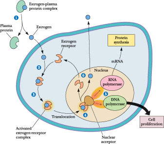 Mechanism of steroid and peptide hormones